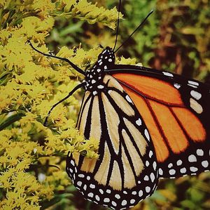 Close-up of butterfly on leaf
