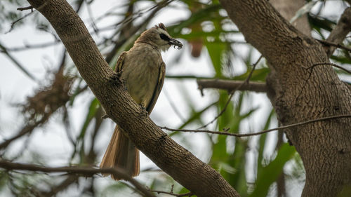 Low angle view of bird perching on tree