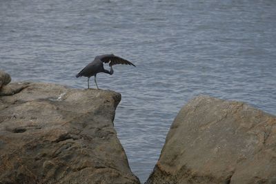Bird perching on rock by sea