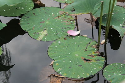 Leaves floating on water