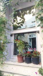 Potted plants on window