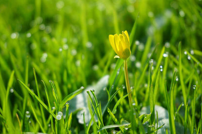 Close-up of grass growing on field