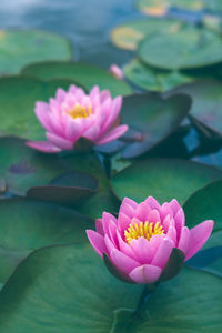 Close-up of pink water lily in lake