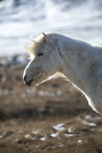 Portrait of a white icelandic horse on a meadow in spring