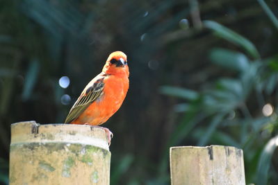 Close-up of bird perching outdoors