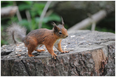 Squirrel on tree stump