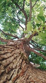 Low angle view of tree