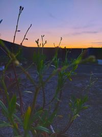 Close-up of flowering plants on field against sky during sunset