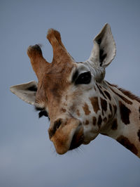 Close-up of giraffe