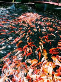 High angle view of koi carps swimming in water