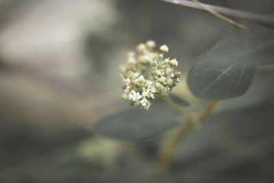 Close-up of flower against blurred background