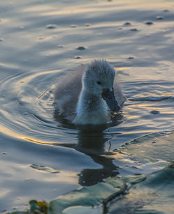 Duck swimming in lake