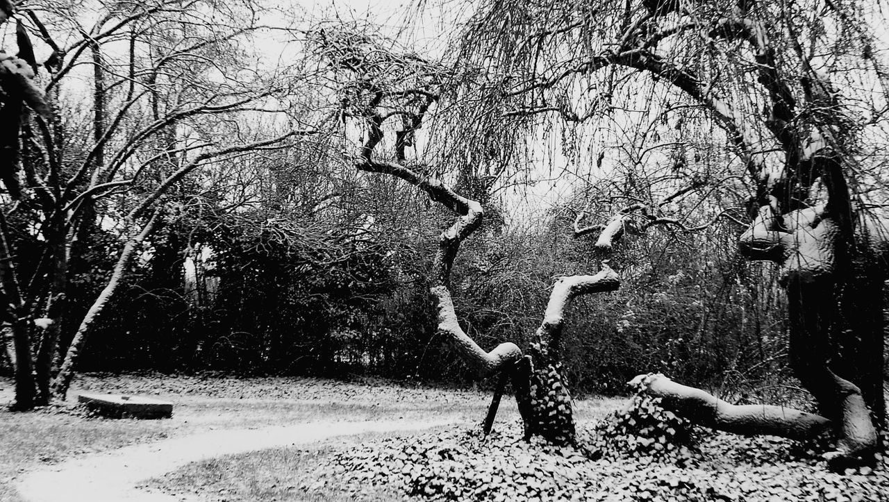 FULL LENGTH OF MAN WITH BARE TREE