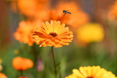 Close-up of insect on flower