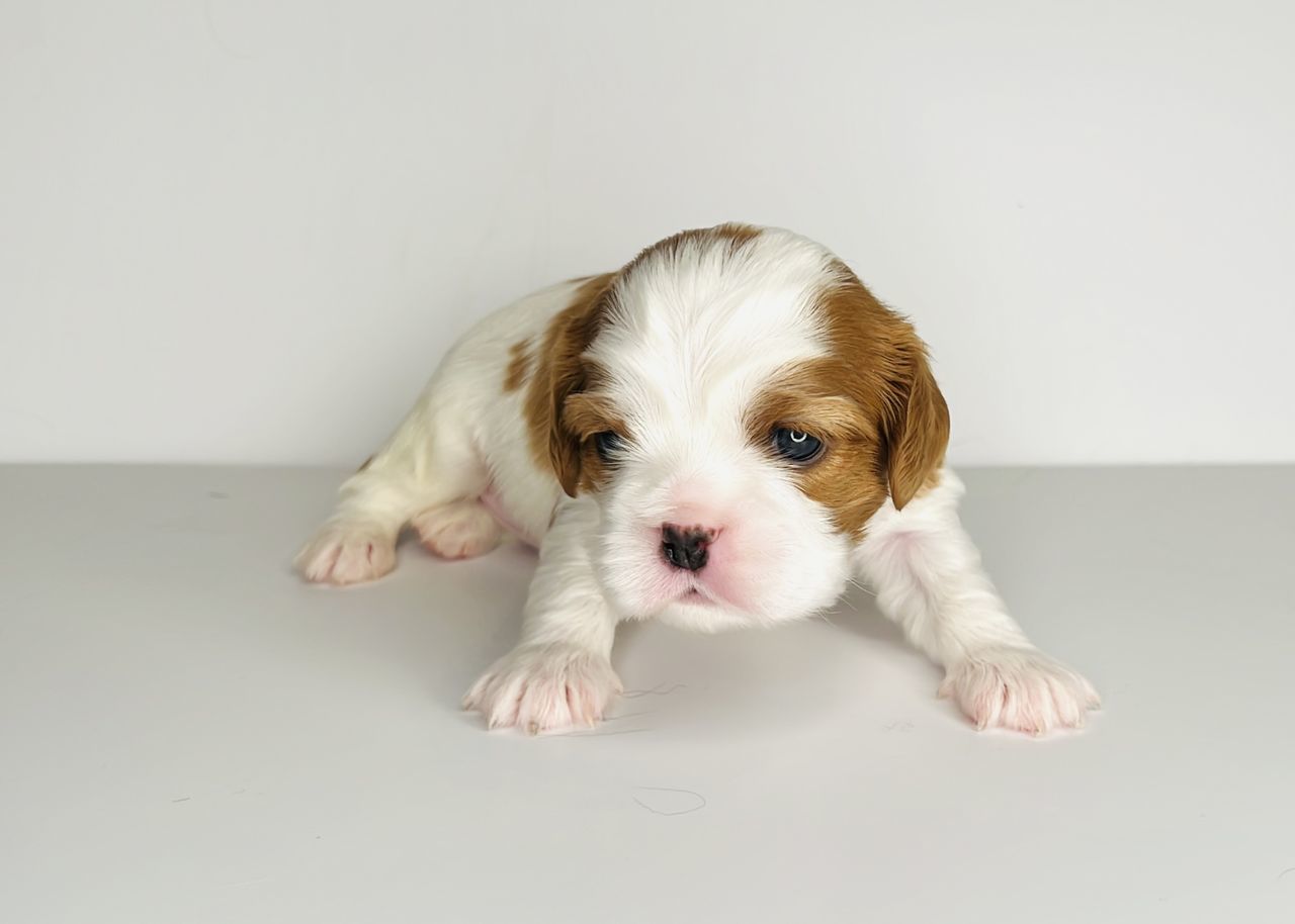 pet, domestic animals, one animal, dog, canine, mammal, animal themes, animal, indoors, puppy, cute, young animal, lap dog, portrait, studio shot, carnivore, spaniel, no people, looking at camera, purebred dog, full length, sitting, copy space, cavachon