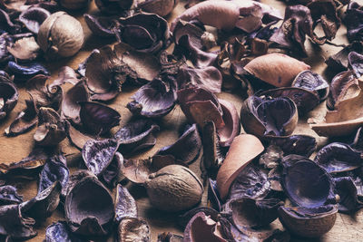 Full frame shot of shells