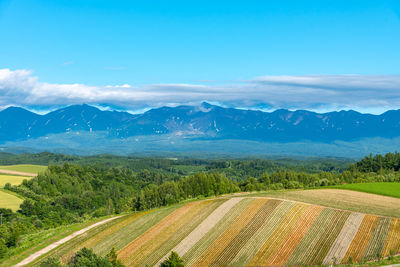 Vivid panoramic colorful flower field. shikisai-no-oka, biei, hokkaido.