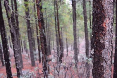 Pine trees in forest