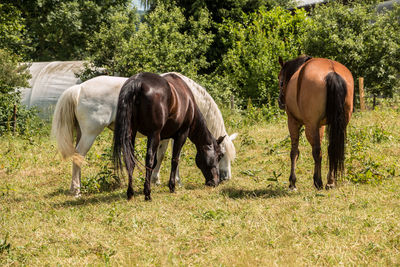 Horses grazing in a field