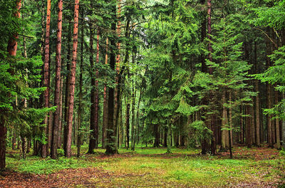 Trees in forest