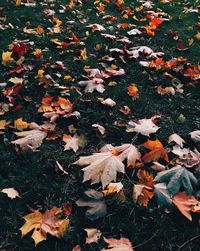 High angle view of maple leaves on street