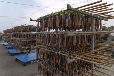 Drying fishes which are herrings and saury