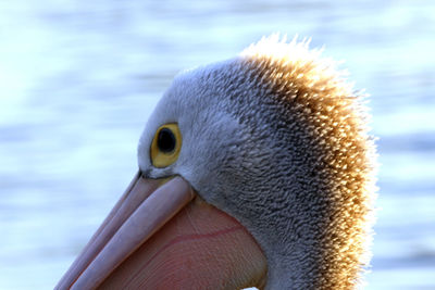 Close-up of bird