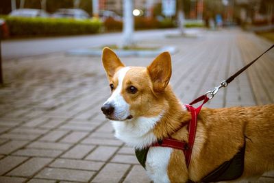 Portrait of dog