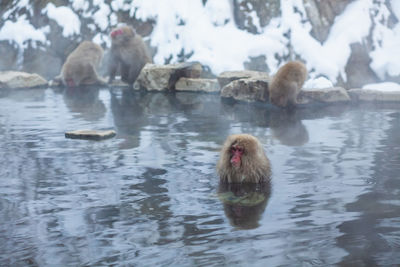 Ducks swimming in lake during winter