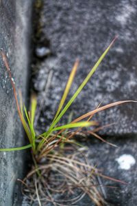 Close-up of lizard on plant