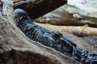 Close-up of crocodile on field at zoo
