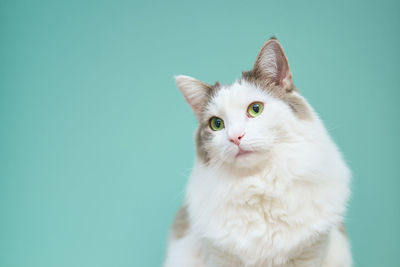 Portrait of white cat against blue background
