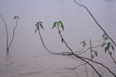 High angle view of plants by lake