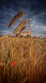 Scenic view of crops growing on field against cloudy sky