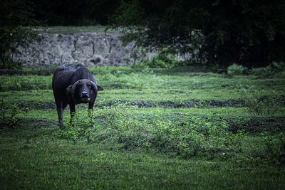 Black dog in a field