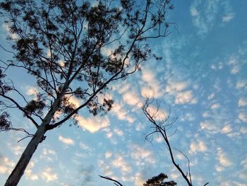 Low angle view of bare tree against sky