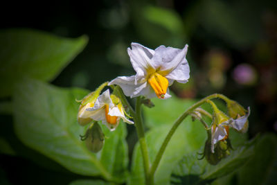 Close-up of white flowering plant potato flower 