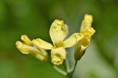 Close-up of yellow flowering plant