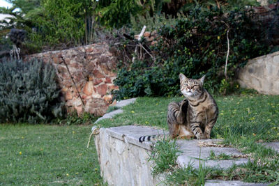 Cat sitting on grass