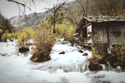 River flowing through forest