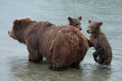 Close-up of a bear