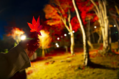 Rear view of woman holding autumn leaves