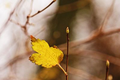 Close-up of yellow maple leaves