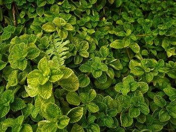 Full frame shot of green leaves