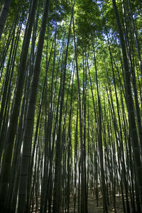 Low angle view of bamboo trees in forest