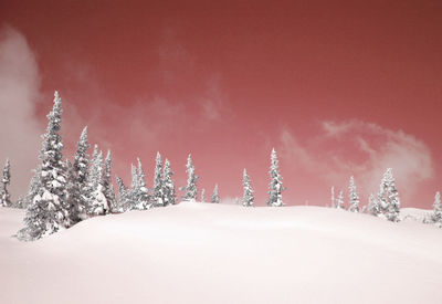 Snow covered trees against sky during winter