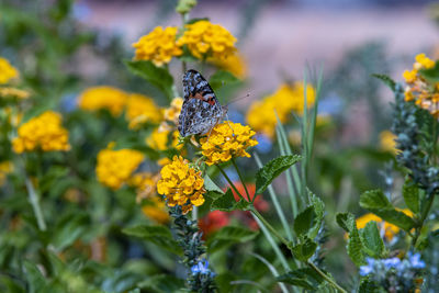 Close-up of butterfly pollinating on yellow flower