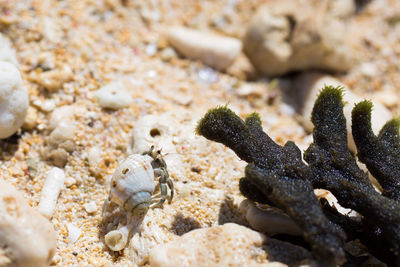 Close-up of shells on beach