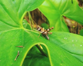 Close-up of insect on leaf