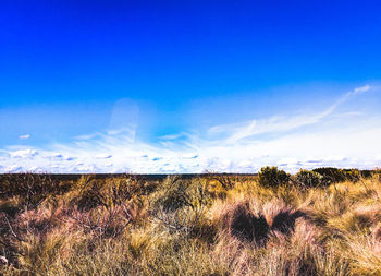 Scenic view of field against blue sky